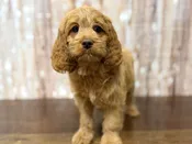 Cockapoo – 4373