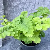 Adiantum raddianum 'Pacific Maid' - 4"