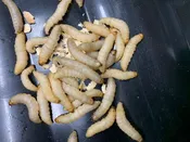 Waxworms