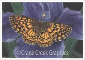 AN818 Atlantis Fritillary Notecard