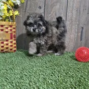 PomAPoo – 895