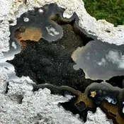 Agatized Fossilized Coral (#1315)