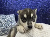Huskamute – 13983