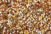 14.90% Teed's Mix (Leach Grain & Milling) Bird Feed with Austrian Peas for Pigeons