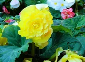 Begonia - Yellow - Ruffled