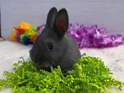 Domestic Rabbit – 13324