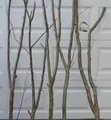 Alder Forked Limbs    5-  3' to 4' tall