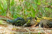 American Aligator Tekiela B2EB6949