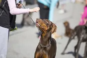 Basic Obedience Training — Southern Canine Services, LLC