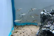 Bala Shark