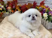 Pekingese – 9074