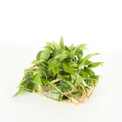 06in Philodendron  Brazil Variegated