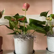 Potted Pink Anthurium
