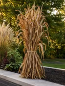 Corn Stalks: 3 Bundles — The Barn