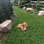 DogLawn | Dog-Friendly Eco-Lawn Seeds