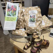 Canna Lilly Bulb Package