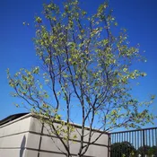 Amelanchier x grandiflora 'Autumn Brilliance'  - Autumn Brilliance Apple Serviceberry