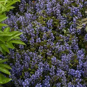 Ajuga reptans Chocolate Chip