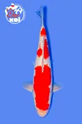 15” Sakamaki Kohaku Nisai female