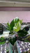 Anubias Broad Leaf - Pot