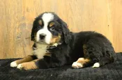 Bernese Mountain Dog – 980