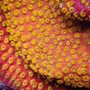 24K Gold Cyphastrea Coral
