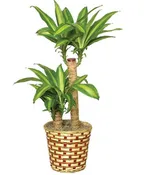 BASKET OF CORN PLANTS