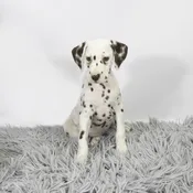 Dalmatian
