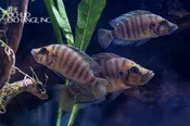 Altolamprologus compressiceps — “Gold Face”