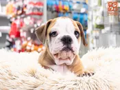 Olde English Bulldog