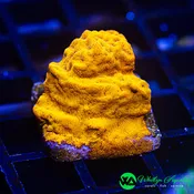24K Gold Leptoseris