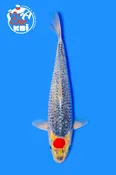 16” Tancho Goshiki
