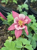 Aquilegia Caerulea Kirigami Rose & Pink Rose and Pink 1 Gal