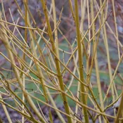 Arctic Fire® Red Twig Dogwood - Cornus stolonifera
