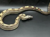 Motley Het Albino Colombian Boa — Pets-A-Plenty