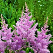 Astilbe - Amethyst
