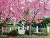 Cherry, Okame
