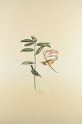 Plate 110-Hooded Warbler — Taylor Clark Gallery
