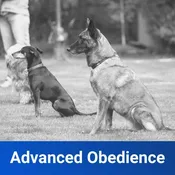 Advanced Obedience