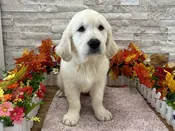 Golden Retriever – 4294
