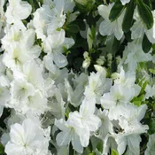 Azalea 'Delaware Valley White'