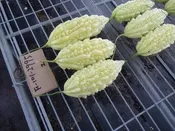 Balsam Pear: F101-2995
