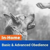 In-Home Basic & Advanced Obedience