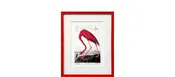 American Flamingo — Your Site Title