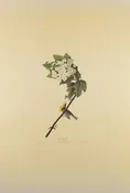 Plate 119-Yellow throated Vireo — Taylor Clark Gallery
