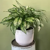 Leopard Lily