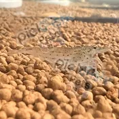 Amano / Japonica Shrimp – Caridina multidentata