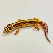 Bold Bell Leopard Gecko Female 2025-019