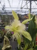 Rhyncholaelia digbyana (6″ Pot)