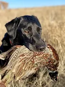 One Month Training (Full Payment) — Bald Mountain Labradors
